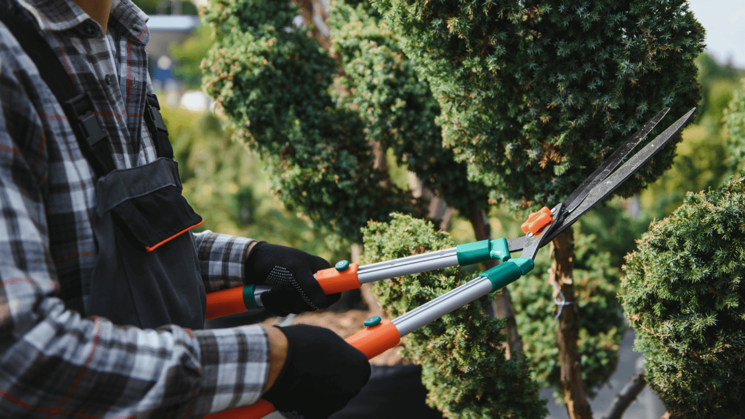 Gardener using hedge shears to shape green shrubs in a landscaped garden