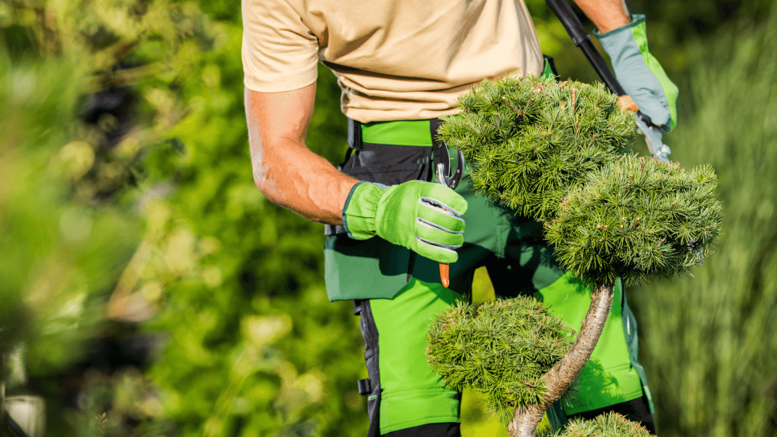 Gardener trimming ornamental trees during seasonal garden care