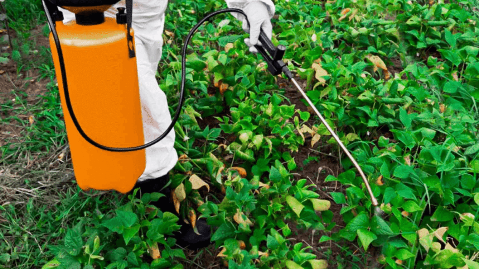 Worker applying weed killer in a garden using a spray tank
